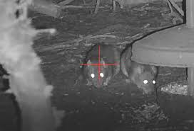 Thermal imaging of rat