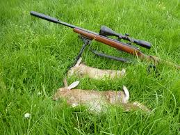 Successful rabbit control
