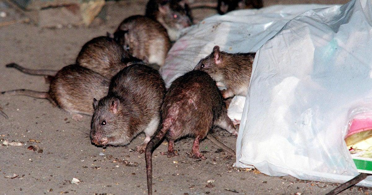 Rat infestation before control