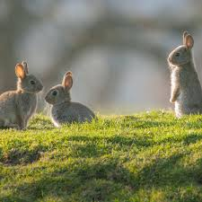 Rabbits in rural farmland